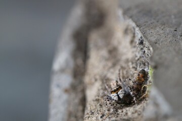 Jumping Spiders on Wall Surfaces Prey on Insect Larvae