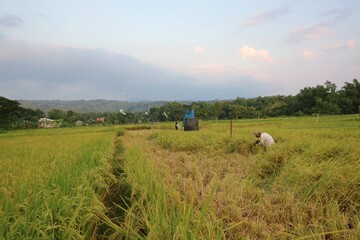 Farmers working in rice field area during harvest season in rural landscape
