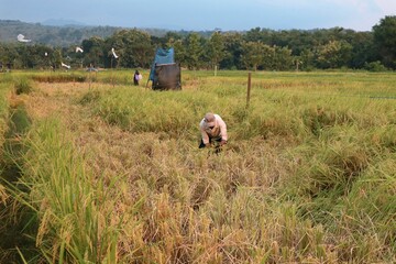 Farmers working in rice field area during harvest season in rural landscape