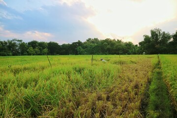 Farmers working in rice field area during harvest season in rural landscape