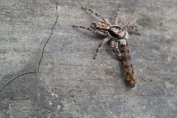 Jumping Spiders on Wall Surfaces Prey on Insect Larvae