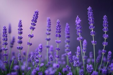 Naklejka premium Soft Lavender Gradient Background with Subtle Darker Shades