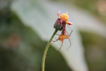 Close-Up of a Spider Perched on a Flower Stem in nature