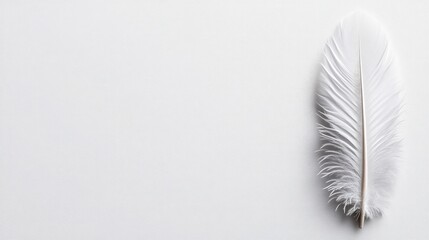 Delicate White Feather on Smooth Light Background for Serenity Imagery