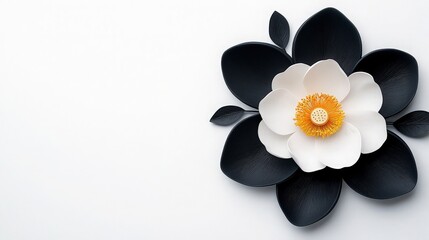 Elegant White Flower with Black Petals on Simple Background