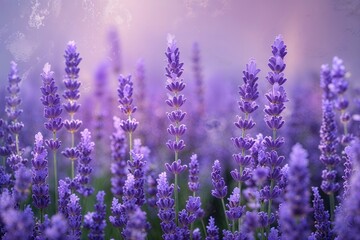 Obraz premium Soft Lavender Gradient Textured Background for Digital Art Creations