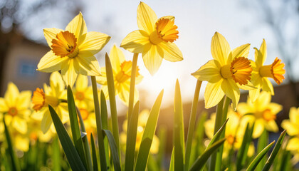 Fototapeta premium Daffodils blooming under sunny spring light