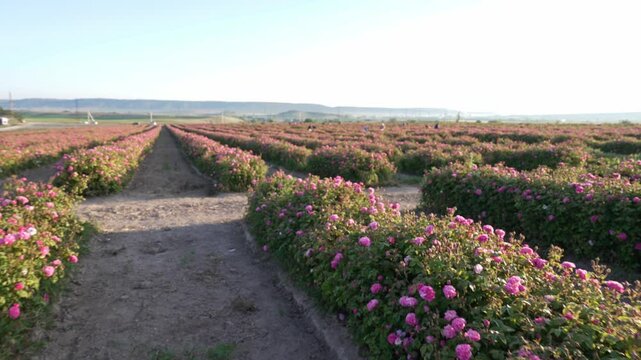 Taif Rose Field. The blooming season. Rose Essential Oil