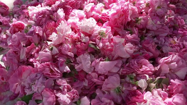 Rosa damascena, Damask, Iranian, Bulgarian rose. Beauty and personal care, and aromatherapy