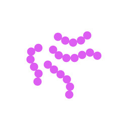streptococcus pneumoniae bacteria flat style