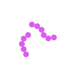 streptococcus pneumoniae bacteria flat style