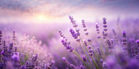 Naklejka premium Serene Sunrise Over a Lavender Field, a Gentle Breeze Rustling Through the Purple Blooms, Soft Light Illuminating Each Delicate Petal