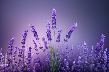 Fototapeta premium Soft Lavender Gradient Background with Smooth Transition from Light to Dark Shades