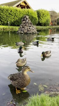 4K Portrait video of beautiful ducks swimming and relaxing in a pond at sunset golden hour - Thirsk, Yorkshire