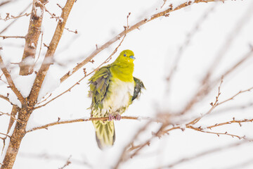 吹雪の中、寒さに耐えるアオバト
