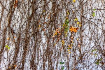 autumn leaves on a creeper tree