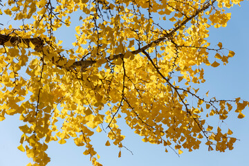 Yellow tinged ginkgo leaves