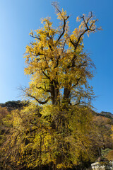 Fototapeta premium Old ginkgo tree and blue sky