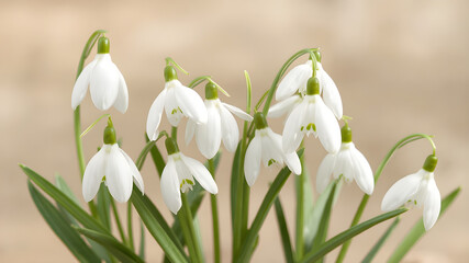 spring snowdrop flowers isolated on transparent background
