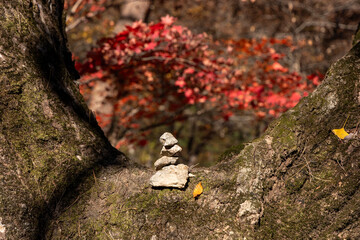 Maple tree and stone tower