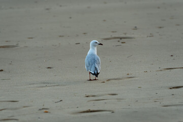Single Silver Gull standing on the beach. Back view, head turned. Coochiemudlo Island, Queensland,...
