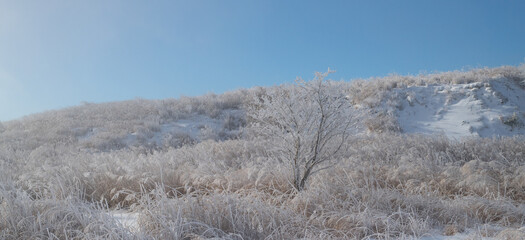 美しい霧氷の木