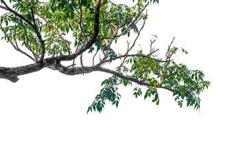 tree branch isolated on white background © Buffstock