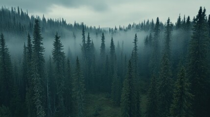 Obraz premium Misty Evergreen Forest Enveloped In Fog