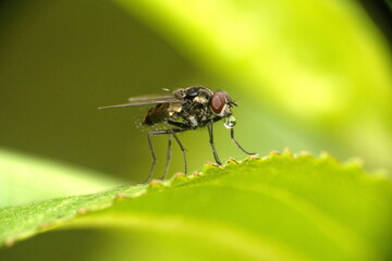 Fly on a leaf in Cotacachi, Ecuador