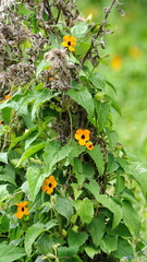 Black eyed susan vine growing in a field in Cotacachi, Ecuador