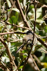 Bird perched in the bushes in Cotacachi, Ecuador