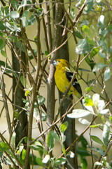 Golden grosbeak (Pheucticus chrysogaster) perched in the bushes in Cotacachi, Ecuador