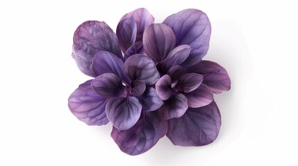 Closeup of a vibrant purple basil plant with numerous overlapping leaves exhibiting intricate venation patterns against a stark white background