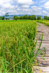 green rice field
