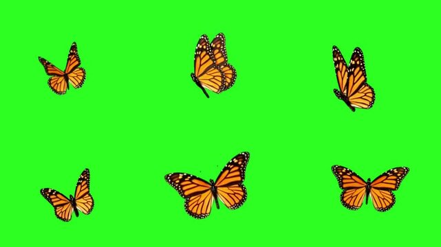 Set of Monarch Butterflies Flapping Wings on an Isolated green background animated with AI.