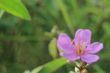 Close-Up of Purple Flower with Yellow Stamens