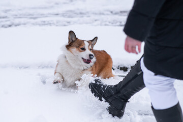 Pembroke Welsh Corgi walking in the snow in the park on a frosty winter day. Jumping, playing, enjoying the snow. Happy dog. Cheerful, fussy dogs. Cynology, training
