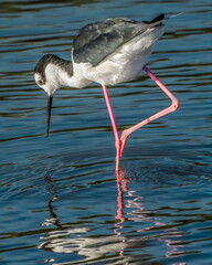 Black-necked stilt