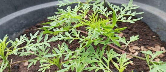 kenikir leaves that grow abundantly in the garden