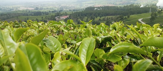 Green tea leaves and mountain mist