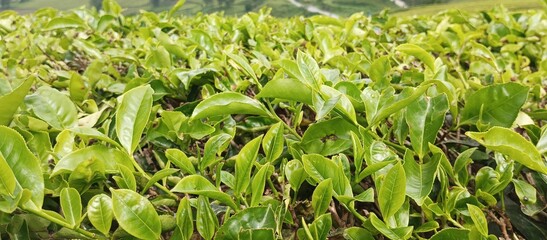 Green tea leaves and mountain mist