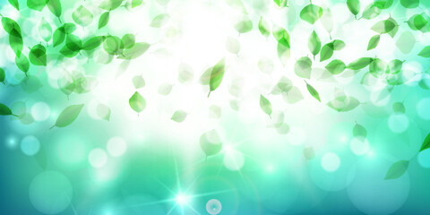 Fototapeta premium 新緑 葉 風景 背景