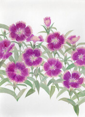 水彩絵の具で描いたピンク色のナデシコの花のイラストレーション