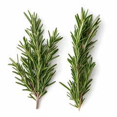 Fototapeta premium Fresh rosemary sprigs, isolated, white background, cooking herb