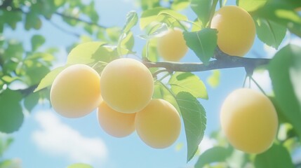 Ripe yellow plums on a branch against a bright sky.