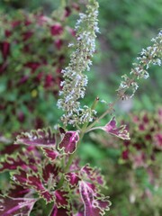 Flores de hojas moradas