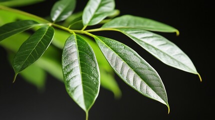 Close-up of vibrant green leaves against a dark background.