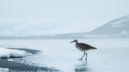 flat-billed bird walking across a snowy shore, its movements graceful and deliberate against the peaceful backdrop of winter.