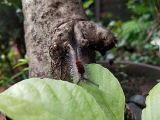 A Close-Up of a Sycamore Tussock Moth Caterpillar Crawling Down From The Tree To The Leaves