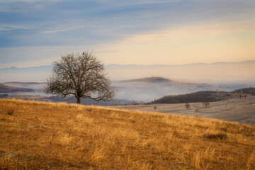 A lonely tree on a hillside with fog in the background during the sunrise.